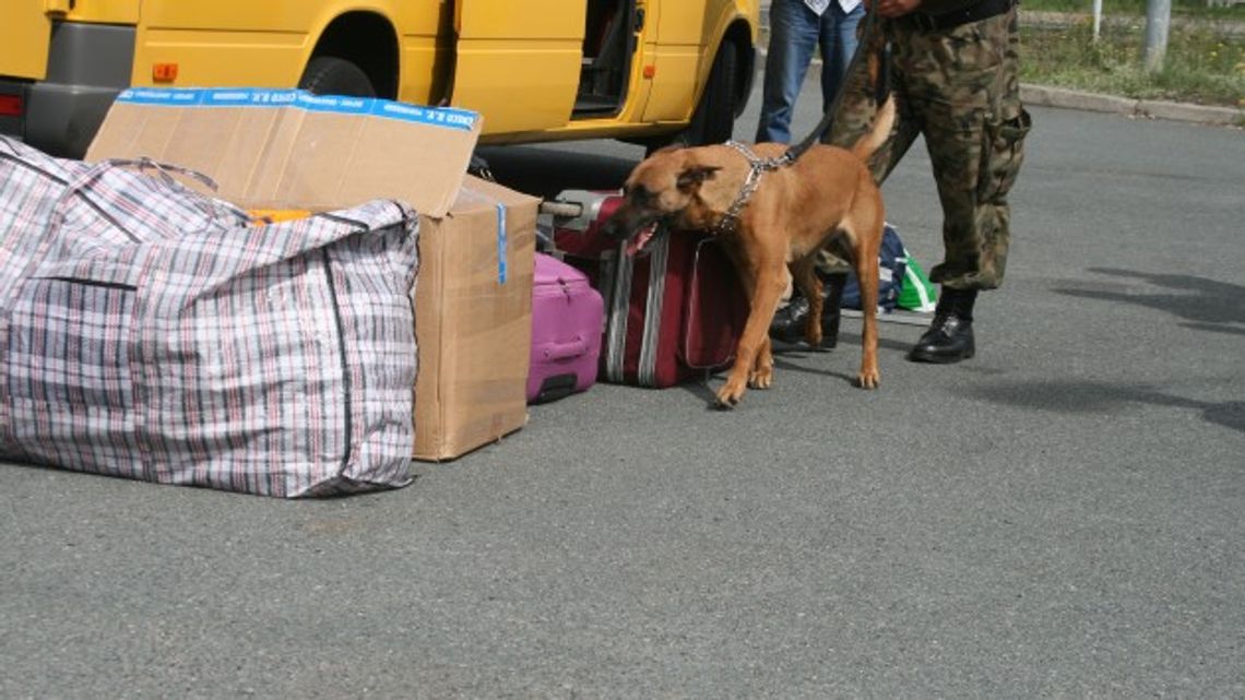 Idąc za psim nosem... Idąc za psim nosem...