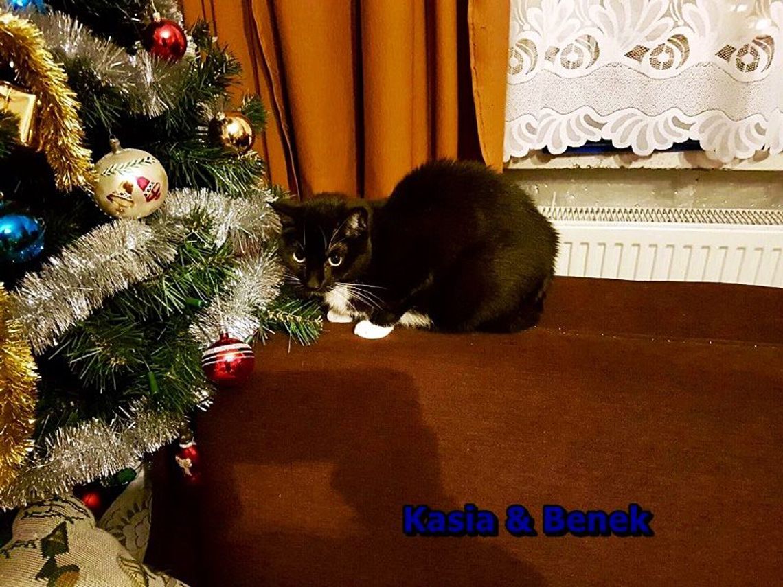 KASIA I BENEK PILNIE SZUKAJĄ DOMU KASIA I BENEK PILNIE SZUKAJĄ DOMU