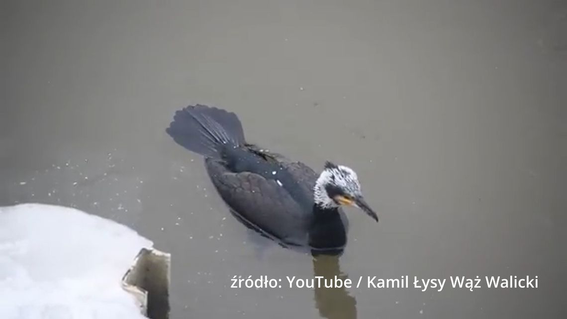 Kormorany kontra ryby - kontynuacja