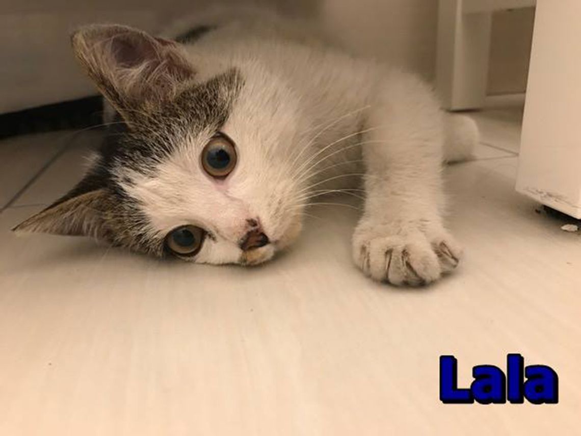 KOTKA LALA SZUKA DOMU