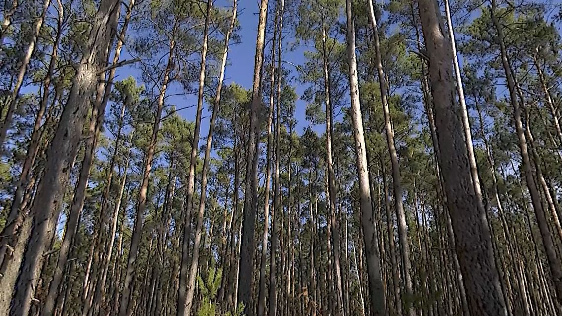 Lasy, wycinki i nasadzenia - Nadleśnictwo Rzepin Lasy, wycinki i nasadzenia - Nadleśnictwo Rzepin