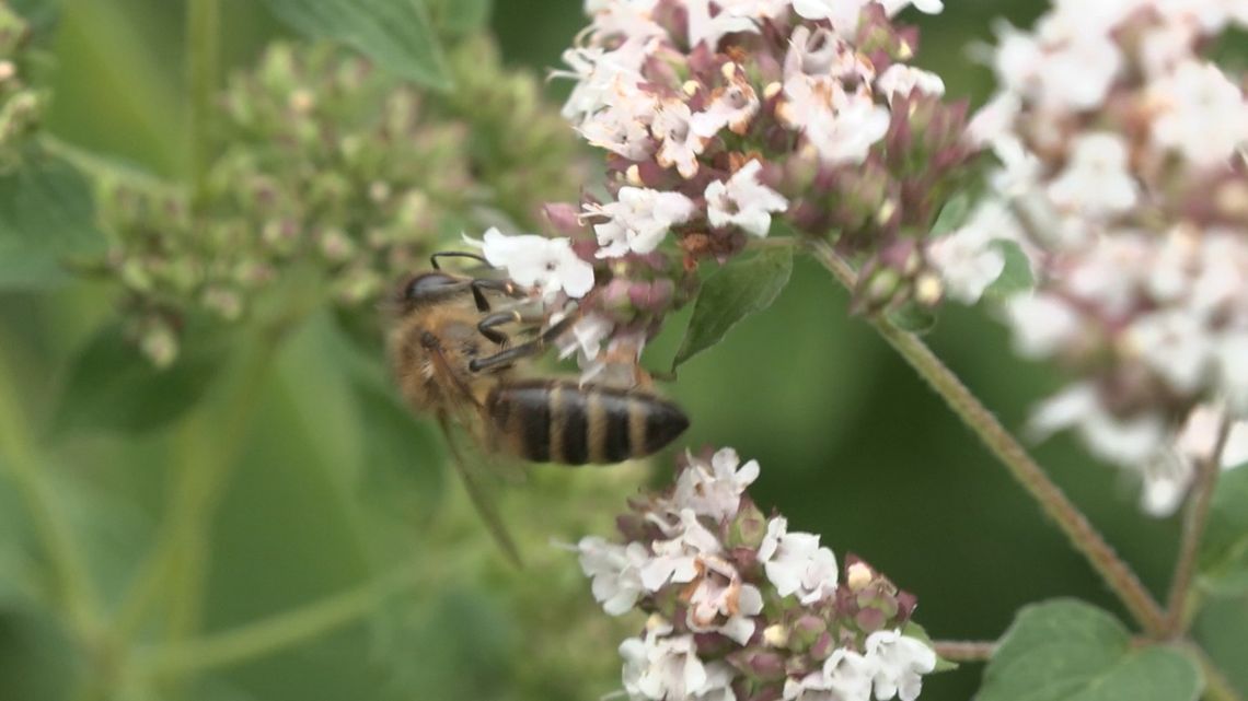 Lubuskie Pełne Pasji - pasja słodka niczym miód (odc. 21)