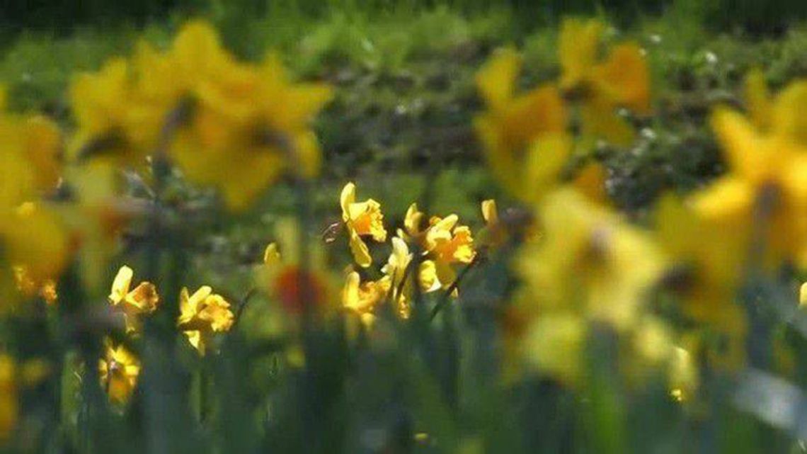 Młodzież znów wesprze "Pola nadziei" 