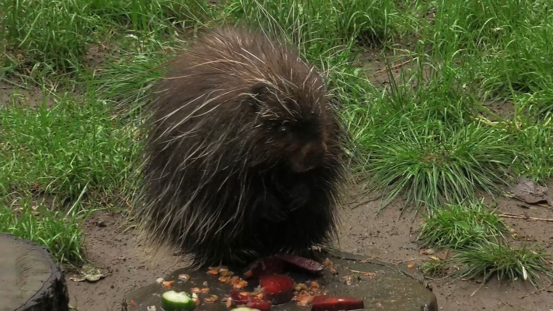 Nowa mieszkanka Mini Zoo w Zielonej Górze