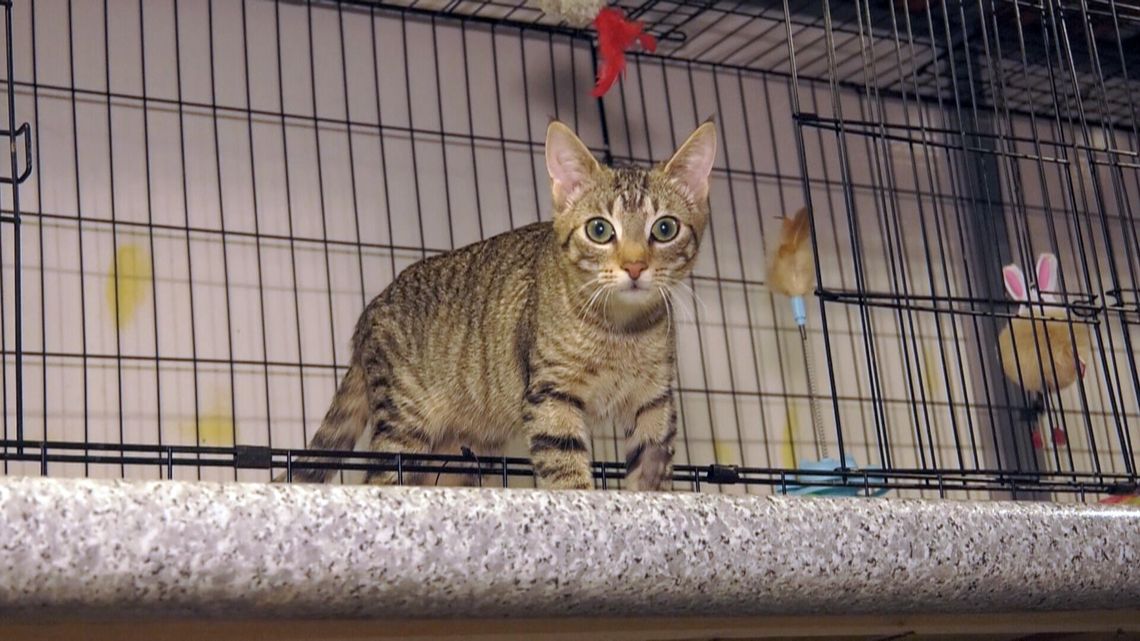 Słubicka Kociarenka od lat pomaga kotkom oczekującym na adopcję