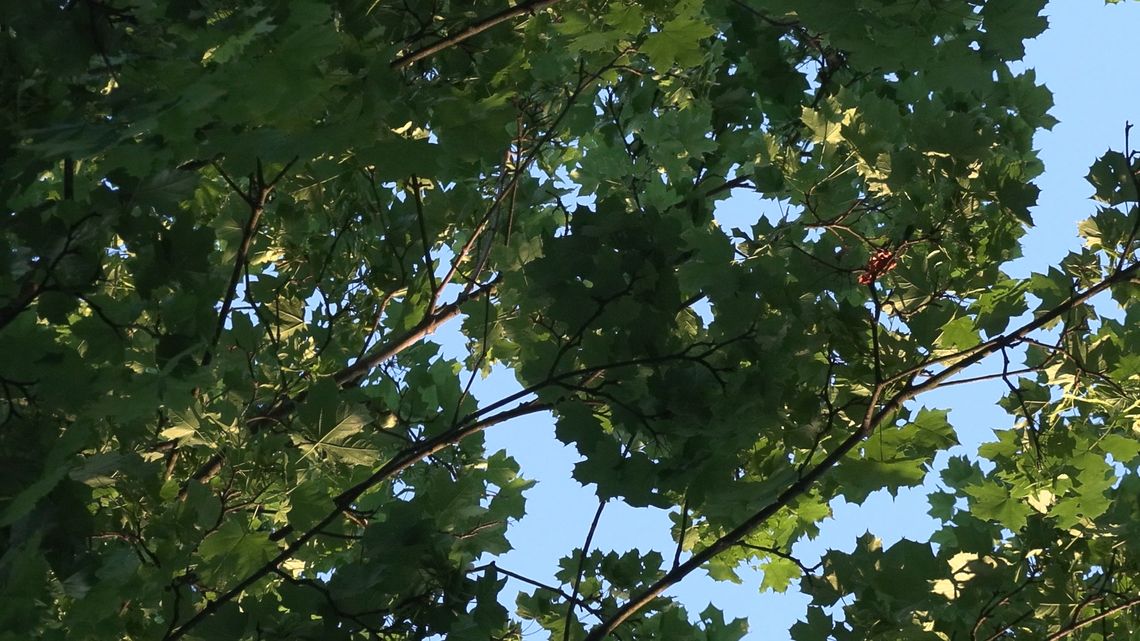 Sonda z okazji Dnia Matki w Zielonej Górze