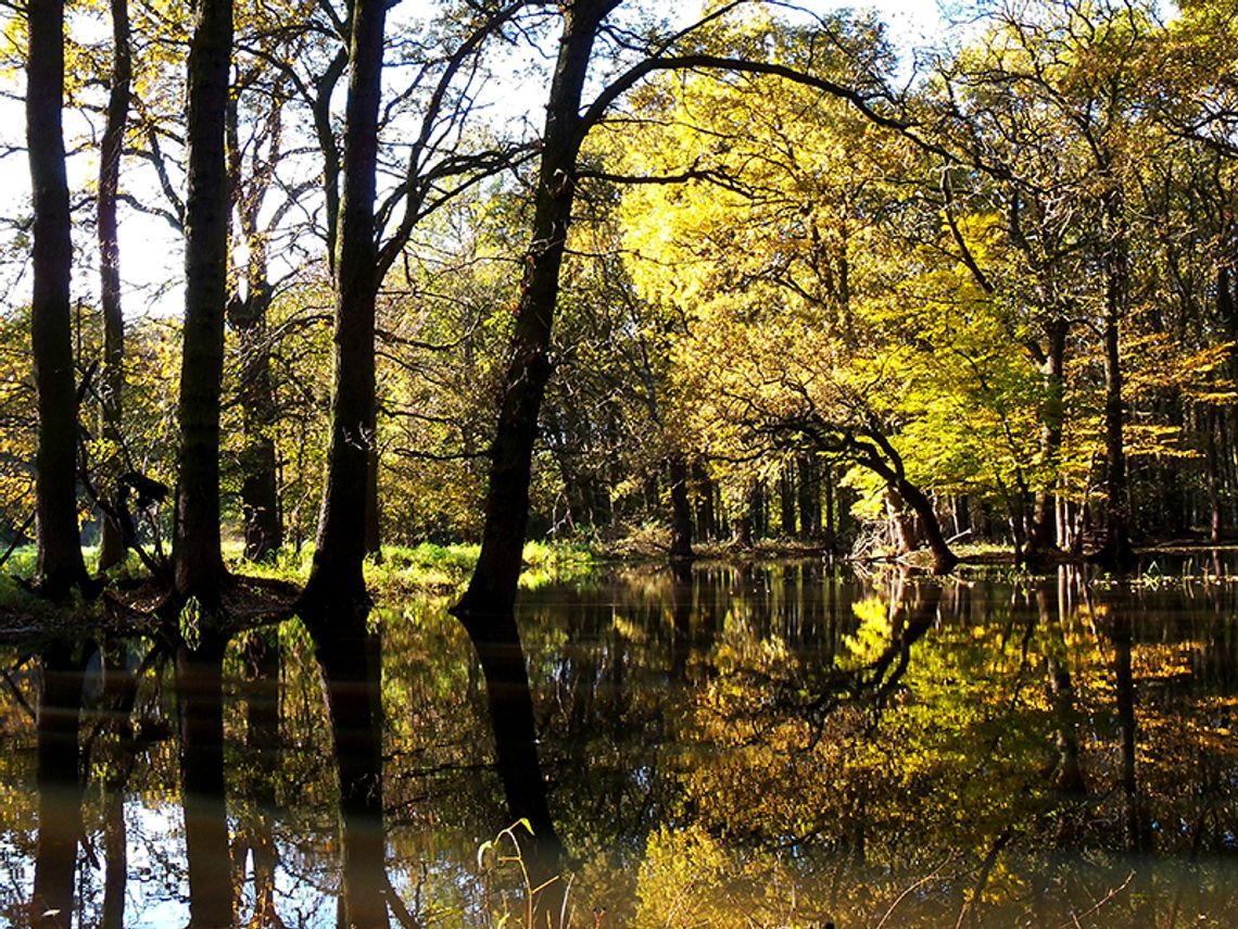 Spacer w ramach projektu "Przyroda nad Odrą II" 