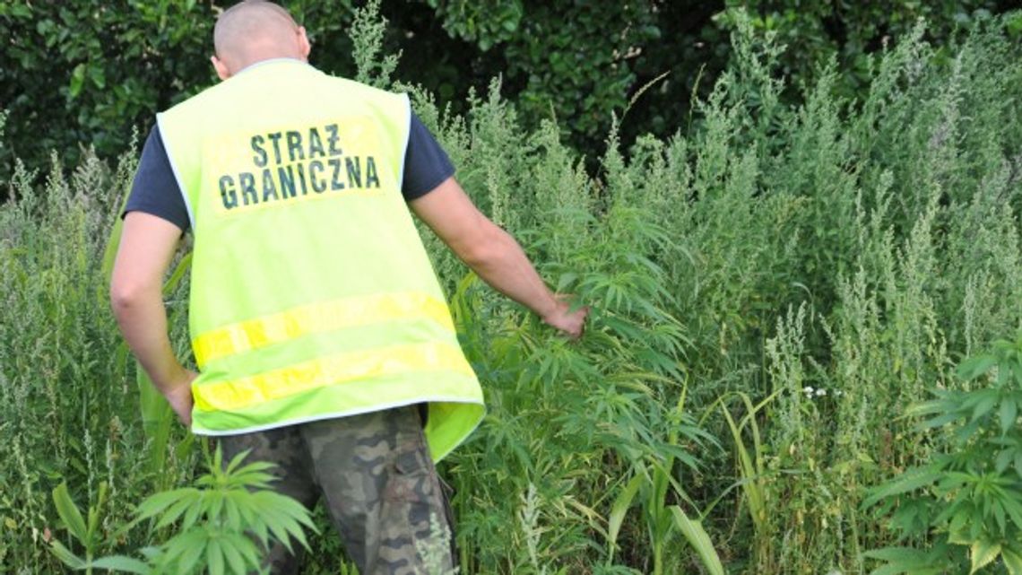 Straż Graniczna i Policja zlikwidowały fabrykę marihuany