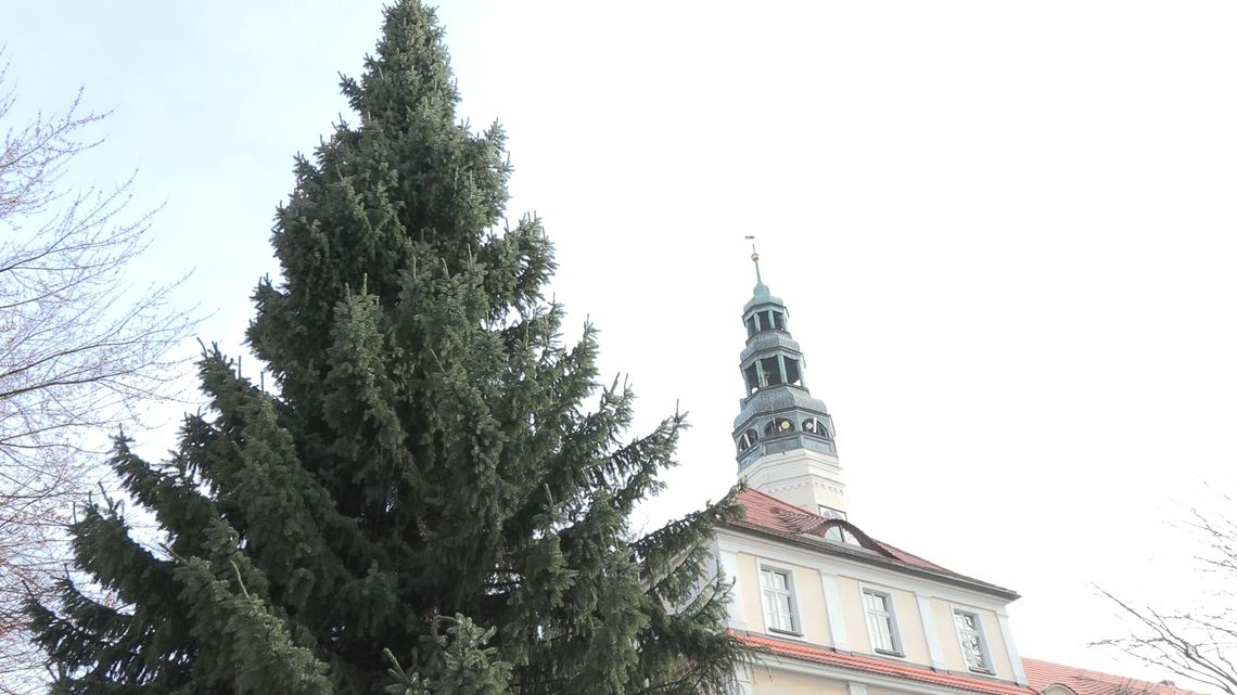Świąteczna choinka stanęła na zielonogórskim rynku
