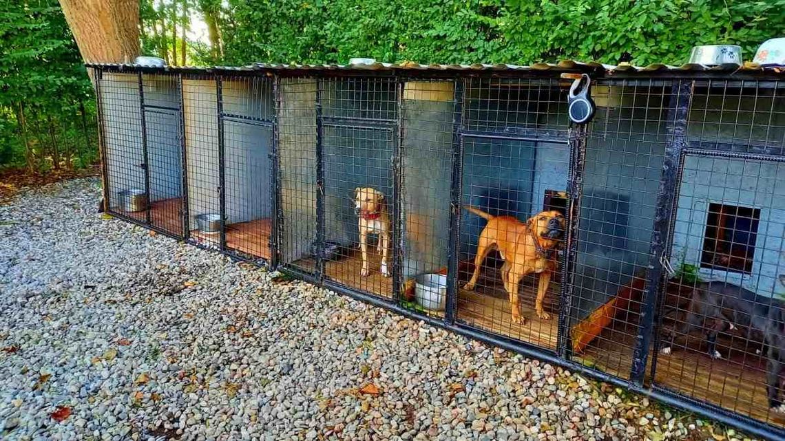 Szprycowane testosteronem z własną salą treningową. 11 psów szkolonych do nielegalnych walk Szprycowane testosteronem z własną salą treningową. 11 psów szkolonych do nielegalnych walk