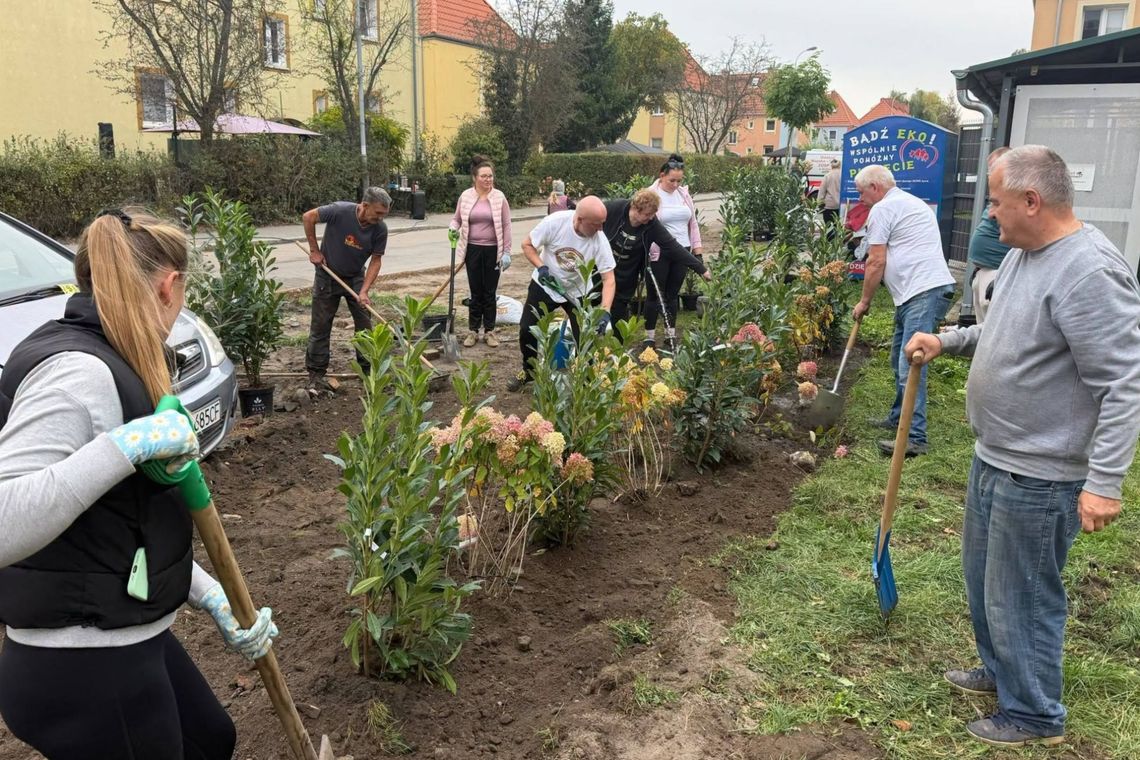 Więcej zieleni przy ul. Staszica. Mieszkańcy wspólnie zadbali o otoczenie Więcej zieleni przy ul. Staszica. Mieszkańcy wspólnie zadbali o otoczenie
