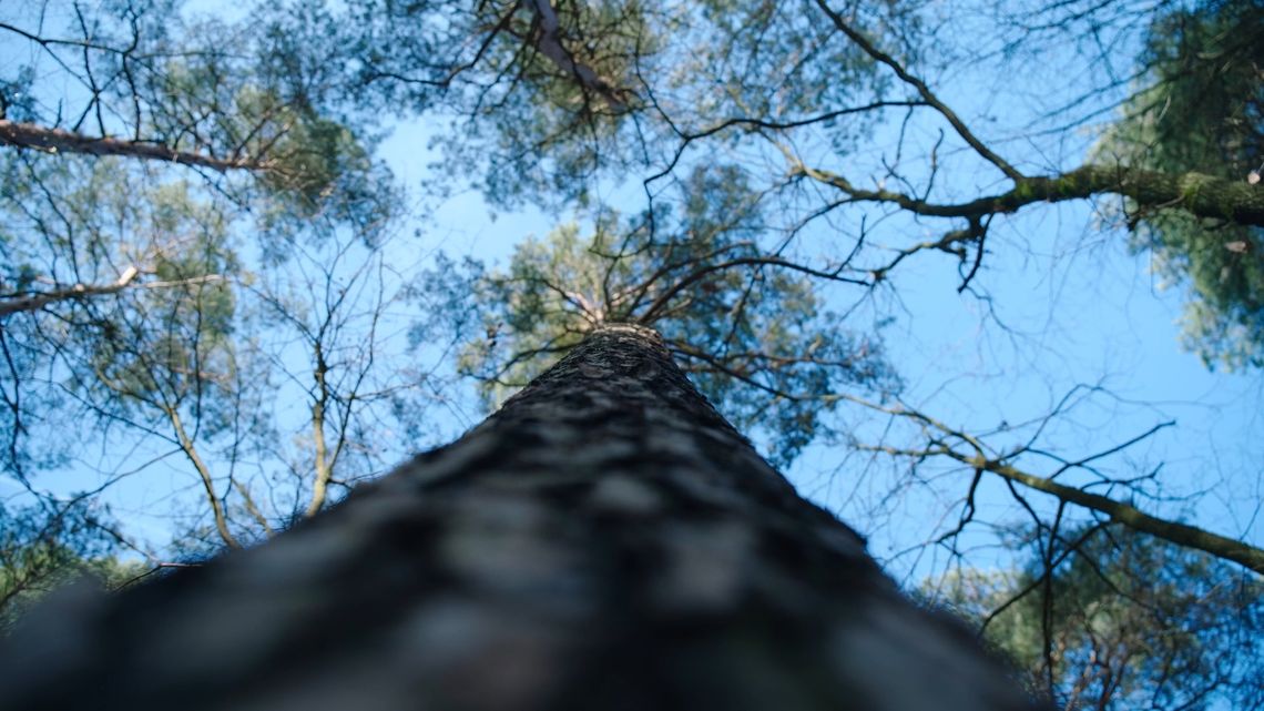 Zbiór szyszek w Wyłączonym Drzewostanie Nasiennym w Nadleśnictwie Świebodzin Zbiór szyszek w Wyłączonym Drzewostanie Nasiennym w Nadleśnictwie Świebodzin